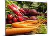 Freshly Harvested Carrots, Beetroot and Radishes from a Summer Garden, Norfolk, July-Gary Smith-Mounted Photographic Print