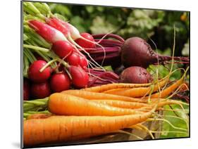 Freshly Harvested Carrots, Beetroot and Radishes from a Summer Garden, Norfolk, July-Gary Smith-Mounted Photographic Print