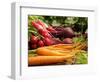 Freshly Harvested Carrots, Beetroot and Radishes from a Summer Garden, Norfolk, July-Gary Smith-Framed Photographic Print