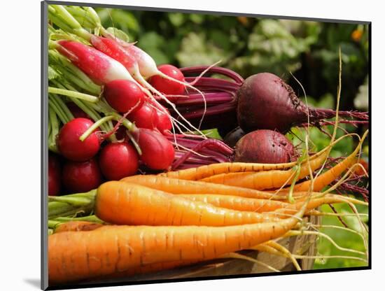 Freshly Harvested Carrots, Beetroot and Radishes from a Summer Garden, Norfolk, July-Gary Smith-Mounted Photographic Print