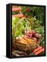 Freshly Harvested Carrots, Beetroot and Radishes in a Rustic Trug in a Summer Garden, England, July-Gary Smith-Framed Stretched Canvas