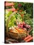 Freshly Harvested Carrots, Beetroot and Radishes in a Rustic Trug in a Summer Garden, England, July-Gary Smith-Stretched Canvas