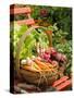 Freshly Harvested Carrots, Beetroot and Radishes in a Rustic Trug in a Summer Garden, England, July-Gary Smith-Stretched Canvas