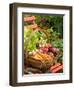 Freshly Harvested Carrots, Beetroot and Radishes in a Rustic Trug in a Summer Garden, England, July-Gary Smith-Framed Photographic Print