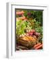 Freshly Harvested Carrots, Beetroot and Radishes in a Rustic Trug in a Summer Garden, England, July-Gary Smith-Framed Photographic Print