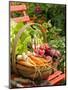 Freshly Harvested Carrots, Beetroot and Radishes in a Rustic Trug in a Summer Garden, England, July-Gary Smith-Mounted Photographic Print