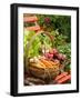 Freshly Harvested Carrots, Beetroot and Radishes in a Rustic Trug in a Summer Garden, England, July-Gary Smith-Framed Photographic Print