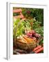 Freshly Harvested Carrots, Beetroot and Radishes in a Rustic Trug in a Summer Garden, England, July-Gary Smith-Framed Photographic Print