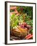 Freshly Harvested Carrots, Beetroot and Radishes in a Rustic Trug in a Summer Garden, England, July-Gary Smith-Framed Photographic Print