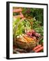 Freshly Harvested Carrots, Beetroot and Radishes in a Rustic Trug in a Summer Garden, England, July-Gary Smith-Framed Photographic Print