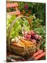 Freshly Harvested Carrots, Beetroot and Radishes in a Rustic Trug in a Summer Garden, England, July-Gary Smith-Mounted Photographic Print