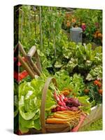 Freshly Harvested Carrots, Beetroot and Radishes in a Summer Garden, Norfolk, July-Gary Smith-Stretched Canvas