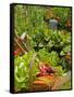 Freshly Harvested Carrots, Beetroot and Radishes in a Summer Garden, Norfolk, July-Gary Smith-Framed Stretched Canvas