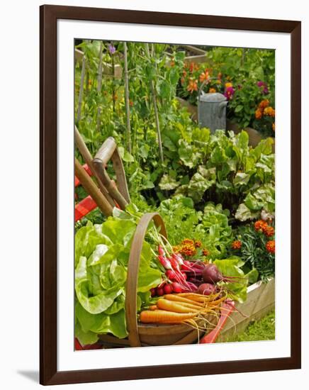 Freshly Harvested Carrots, Beetroot and Radishes in a Summer Garden, Norfolk, July-Gary Smith-Framed Premium Photographic Print