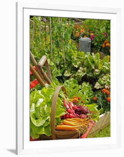 Freshly Harvested Carrots, Beetroot and Radishes in a Summer Garden, Norfolk, July-Gary Smith-Framed Premium Photographic Print