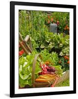 Freshly Harvested Carrots, Beetroot and Radishes in a Summer Garden, Norfolk, July-Gary Smith-Framed Premium Photographic Print