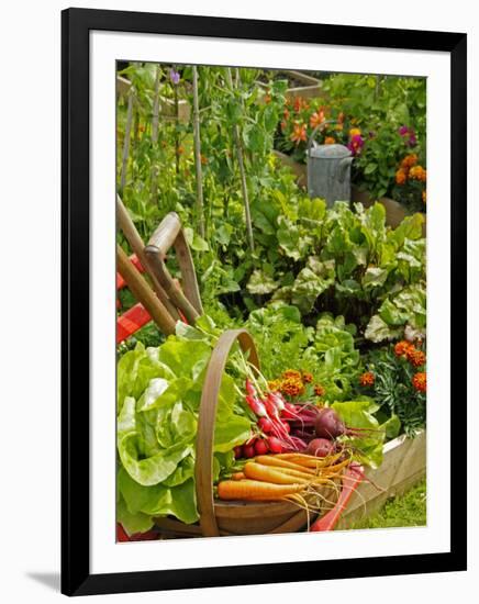 Freshly Harvested Carrots, Beetroot and Radishes in a Summer Garden, Norfolk, July-Gary Smith-Framed Premium Photographic Print