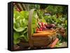 Freshly Harvested Carrots, Beetroot and Radishes in a Summer Garden, Norfolk, July-Gary Smith-Framed Stretched Canvas