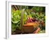 Freshly Harvested Carrots, Beetroot and Radishes in a Summer Garden, Norfolk, July-Gary Smith-Framed Photographic Print