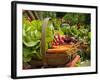 Freshly Harvested Carrots, Beetroot and Radishes in a Summer Garden, Norfolk, July-Gary Smith-Framed Photographic Print