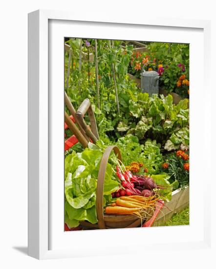 Freshly Harvested Carrots, Beetroot and Radishes in a Summer Garden, Norfolk, July-Gary Smith-Framed Photographic Print