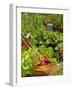 Freshly Harvested Carrots, Beetroot and Radishes in a Summer Garden, Norfolk, July-Gary Smith-Framed Photographic Print