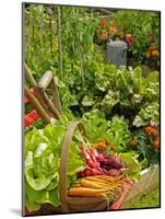 Freshly Harvested Carrots, Beetroot and Radishes in a Summer Garden, Norfolk, July-Gary Smith-Mounted Photographic Print