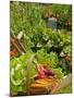 Freshly Harvested Carrots, Beetroot and Radishes in a Summer Garden, Norfolk, July-Gary Smith-Mounted Photographic Print