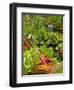 Freshly Harvested Carrots, Beetroot and Radishes in a Summer Garden, Norfolk, July-Gary Smith-Framed Photographic Print