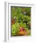 Freshly Harvested Carrots, Beetroot and Radishes in a Summer Garden, Norfolk, July-Gary Smith-Framed Photographic Print