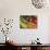 Freshly Harvested Home Grown Organic Vegetables with Organic Label, UK-Gary Smith-Mounted Photographic Print displayed on a wall