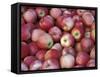 Freshly Picked Gala Apples, Monitor, Washington, USA-Jamie & Judy Wild-Framed Stretched Canvas