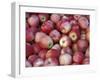 Freshly Picked Gala Apples, Monitor, Washington, USA-Jamie & Judy Wild-Framed Premium Photographic Print