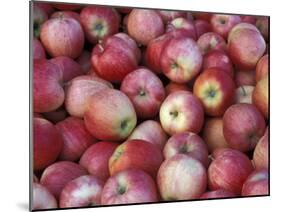 Freshly Picked Gala Apples, Monitor, Washington, USA-Jamie & Judy Wild-Mounted Premium Photographic Print