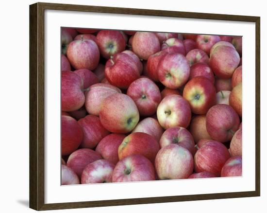 Freshly Picked Gala Apples, Monitor, Washington, USA-Jamie & Judy Wild-Framed Photographic Print