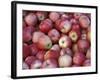 Freshly Picked Gala Apples, Monitor, Washington, USA-Jamie & Judy Wild-Framed Photographic Print