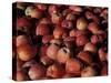 Freshly Picked Gala Apples, Monitor, Washington, USA-null-Stretched Canvas