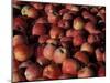 Freshly Picked Gala Apples, Monitor, Washington, USA-null-Mounted Photographic Print