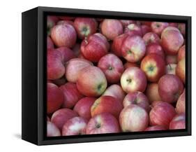 Freshly Picked Gala Apples, Monitor, Washington, USA-Jamie & Judy Wild-Framed Stretched Canvas