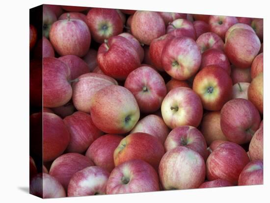 Freshly Picked Gala Apples, Monitor, Washington, USA-Jamie & Judy Wild-Stretched Canvas