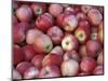 Freshly Picked Gala Apples, Monitor, Washington, USA-Jamie & Judy Wild-Mounted Photographic Print