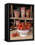 Freshly Picked Home Grown Tomatoes in Kitchen Colander in Rustic Potting Shed Setting, UK-Gary Smith-Framed Stretched Canvas