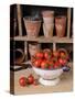 Freshly Picked Home Grown Tomatoes in Kitchen Colander in Rustic Potting Shed Setting, UK-Gary Smith-Stretched Canvas