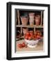 Freshly Picked Home Grown Tomatoes in Kitchen Colander in Rustic Potting Shed Setting, UK-Gary Smith-Framed Photographic Print