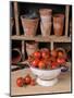 Freshly Picked Home Grown Tomatoes in Kitchen Colander in Rustic Potting Shed Setting, UK-Gary Smith-Mounted Photographic Print