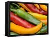 Freshly Picked Red, Green and Yellow Chillies Close Up Shot, UK-Gary Smith-Framed Stretched Canvas