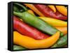 Freshly Picked Red, Green and Yellow Chillies Close Up Shot, UK-Gary Smith-Framed Stretched Canvas