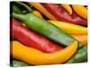 Freshly Picked Red, Green and Yellow Chillies Close Up Shot, UK-Gary Smith-Stretched Canvas