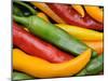 Freshly Picked Red, Green and Yellow Chillies Close Up Shot, UK-Gary Smith-Mounted Photographic Print