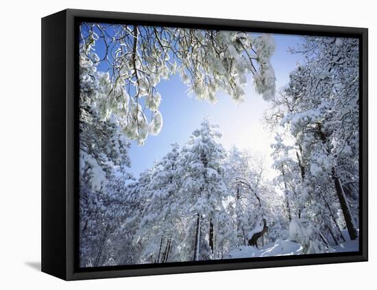 Freshly Snow-Covered Trees in Sunlight, Laguna Mountains, Cleveland National Forest, California-Christopher Talbot Frank-Framed Stretched Canvas